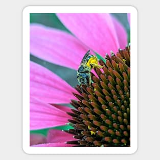 Busy Bee Sticker